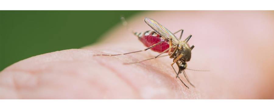 Sindh registers 114,225 malaria cases