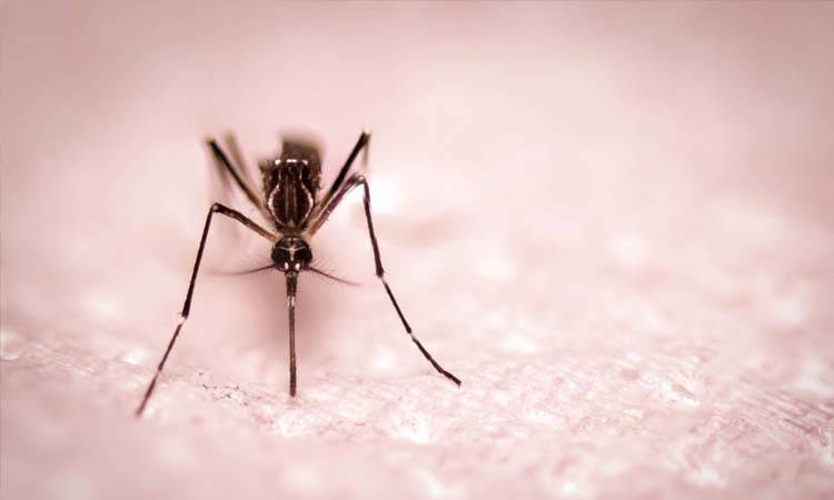 26 new dengue cases detected in Karachi       