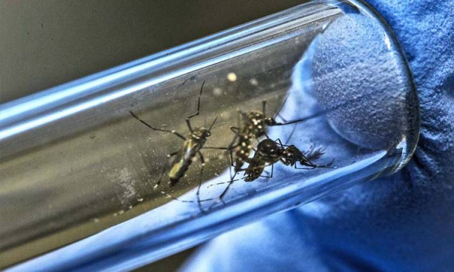 Punjab Records 165 Dengue Cases In Single Day