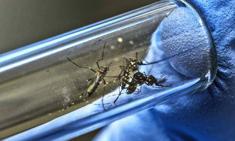 Punjab Records 165 Dengue Cases In Single Day