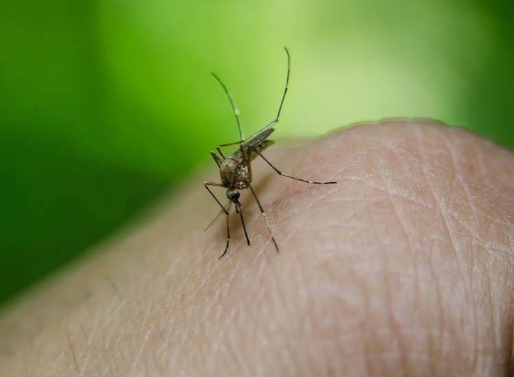 Delayed Reports Causes Fake Rise In Dengue Cases: Peshawar