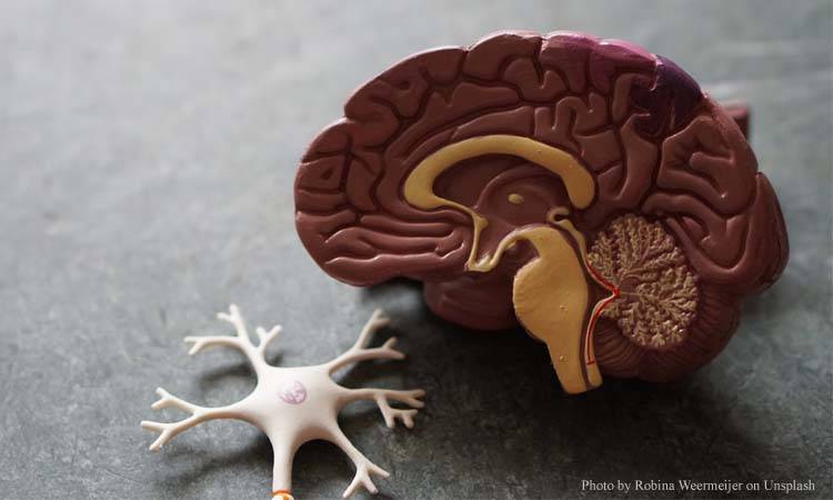 New Guidelines Show Levdopa As Ideal Treatment For Parkinson’s