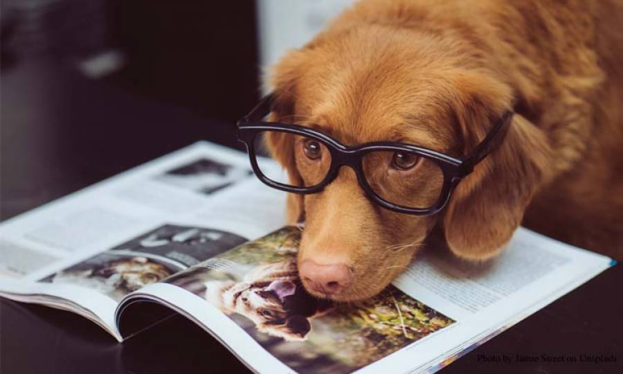 New research shows dogs can comprehend around 200 words, phrases