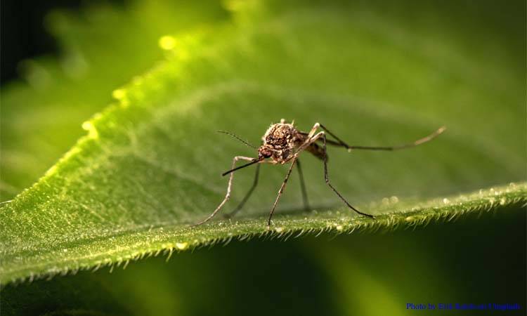 Sindh registers 6,739 dengue cases  