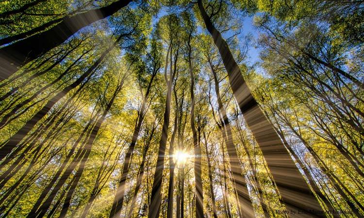 Study reveals effects of vitamin D on heart