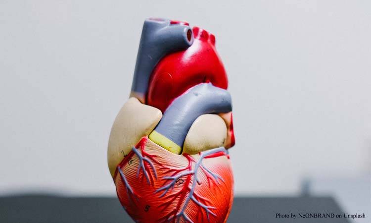 Pakistani surgeon performs first successful transplant of pig heart to human patient