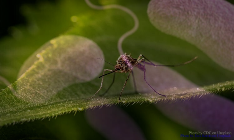 Amidst COVID-19 in Pakistan, dengue cases are skyrocketing