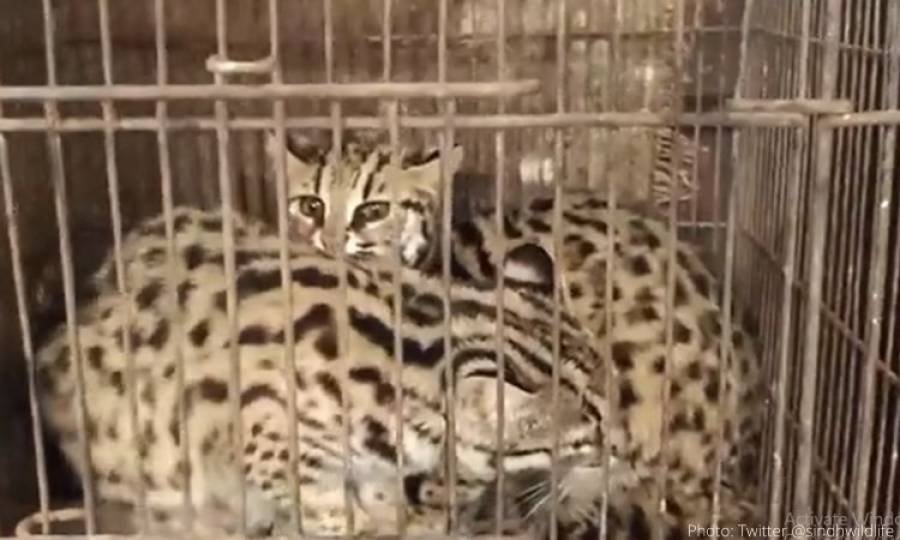 Sindh wildlife dept rescues two wild animals from Karachi