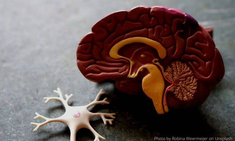 Majority of epileptic patients deprived of correct medical treatment