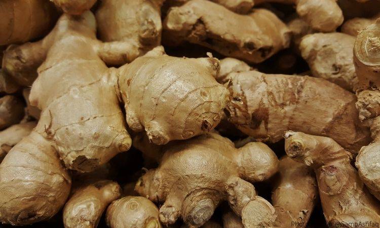 Ginger can be effective against COVID 19: experts