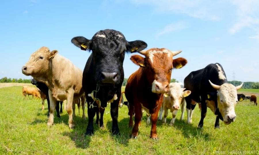 Humans not at risk from Lumpy Skin Disease: Livestock dept