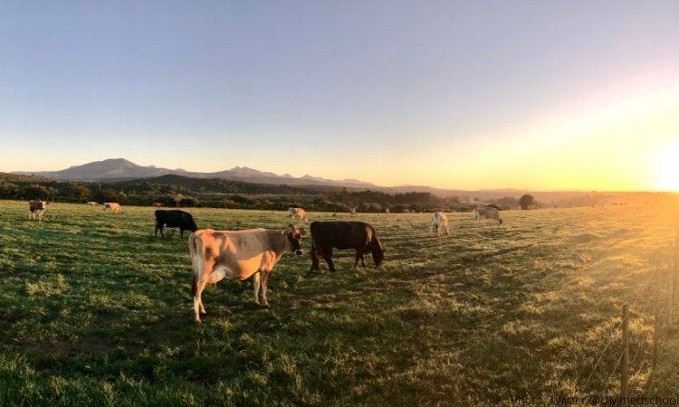 PMA expresses alarm about an outbreak of LSD in cattle