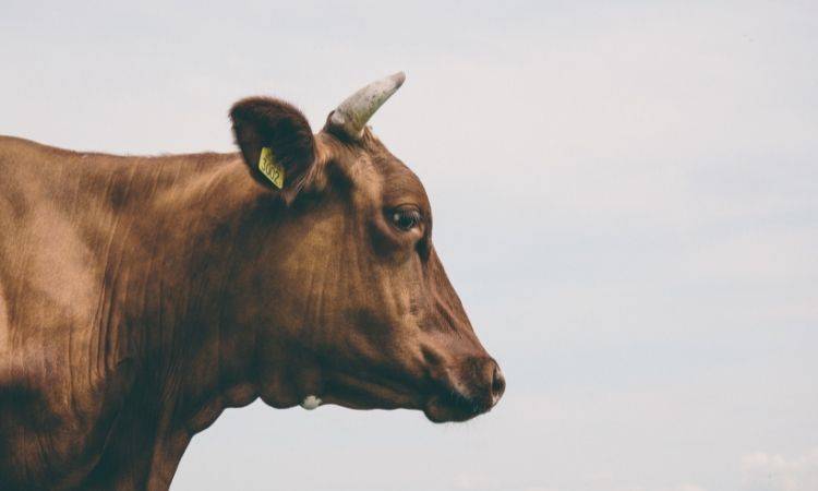 Sindh government declares emergency to prevent lumpy skin disease