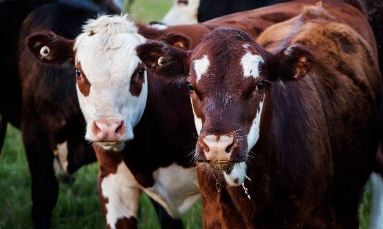 South Punjab livestock officials are on the lookout for LSD