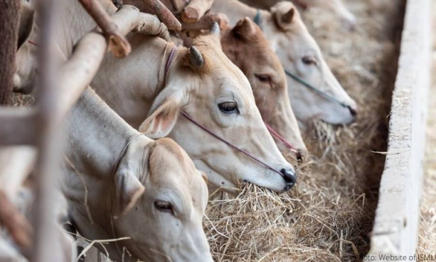 DG Livestock terms smuggled vaccines in infected cattle causes deaths