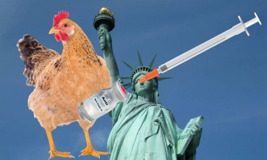 USA is considering vaccines to protect poultry from bird flu