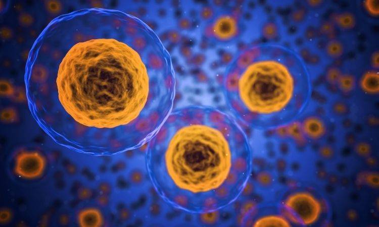 Faith communities speechless in stem cell ethics debate: Journal