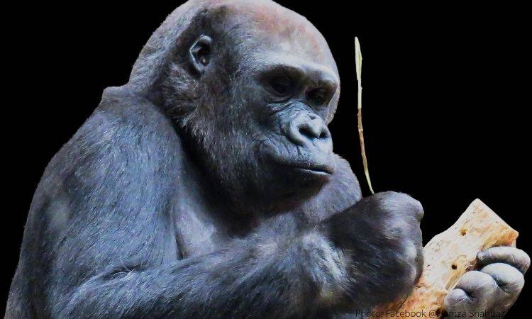 Europe is likely to see an outbreak of Monkeypox