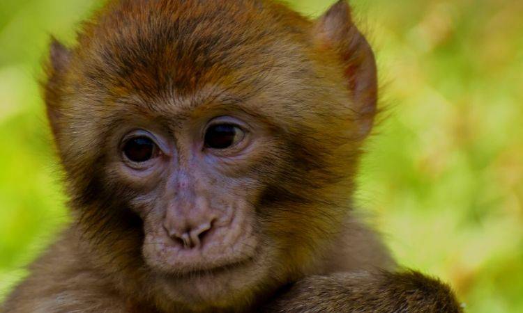 Monkeypox is only a rumour in Pakistan: Health Professionals