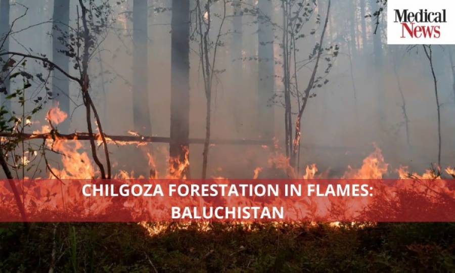 Chilgoza Forestation in Flames: Baluchistan