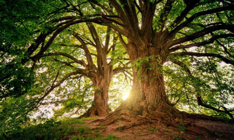 Pakistan Medical Association phrases cutting of trees 