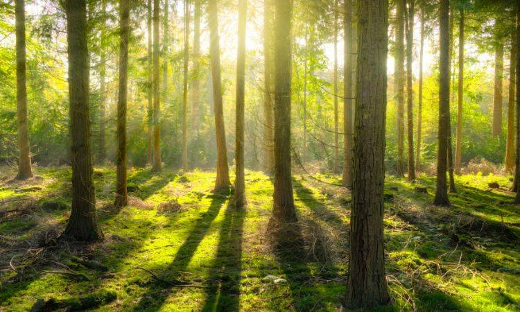 Timber mafia minting millions of rupees from eucalyptus, Conocarpus