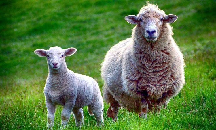 NIH issues warning about the Congo virus just before Eid-ul-Adha