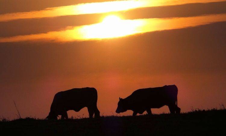 631 animals dead right before Eid-ul-Adha