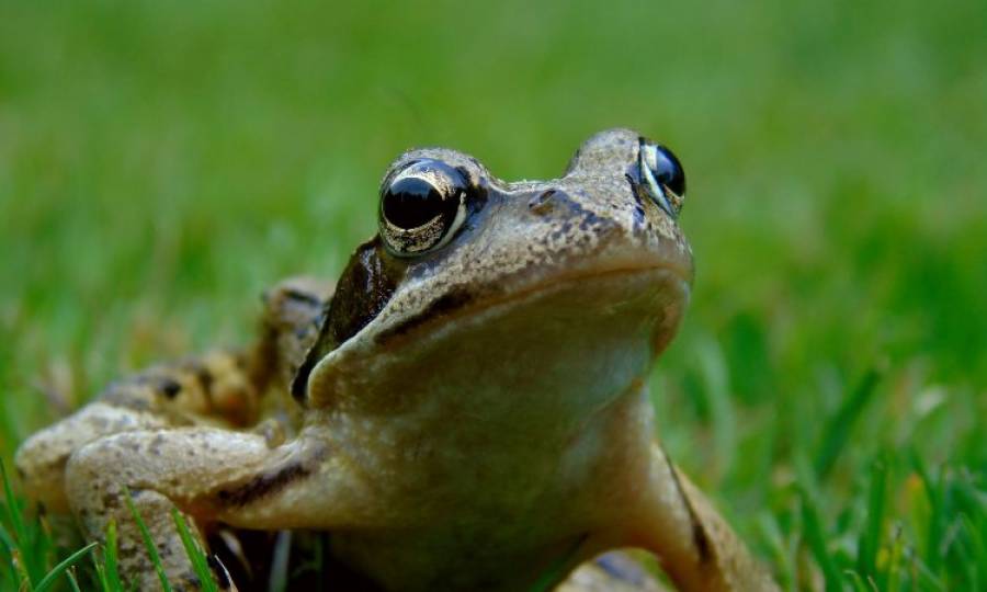Study reveals facts on a new frog disease 
