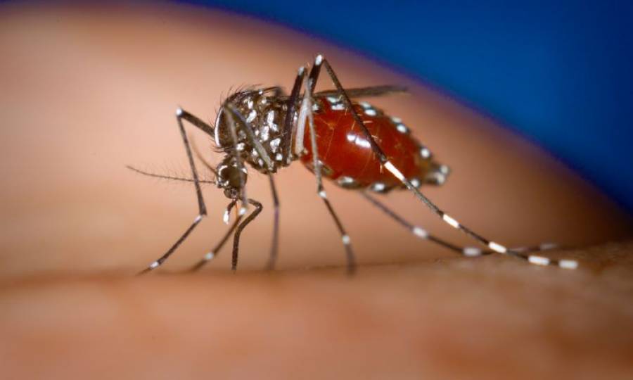 Sindh registered 1154 dengue cases this year