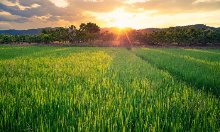 2m hectares affected by salinisation in Indus Basin: Irfan Sheikh