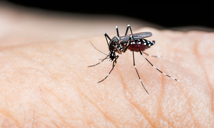 38 dengue cases immerge in Sindh during Monsoon
