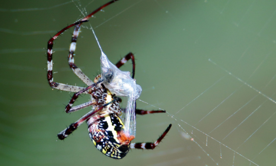 Scientists develop gel made from spider silk proteins for biomedical applications