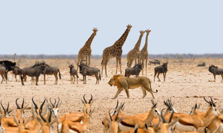No compromise on health of the animals: Murtaza