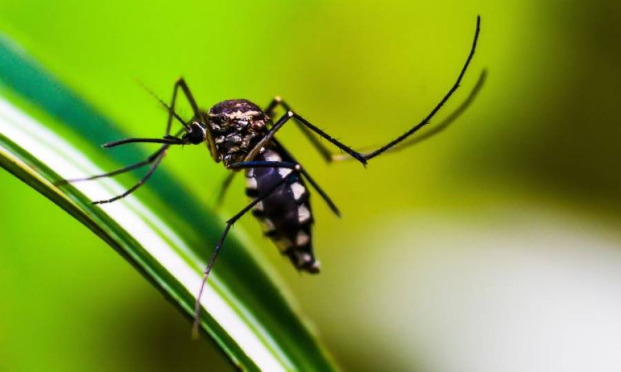 Punjab govt takes strict measures after increase in dengue cases