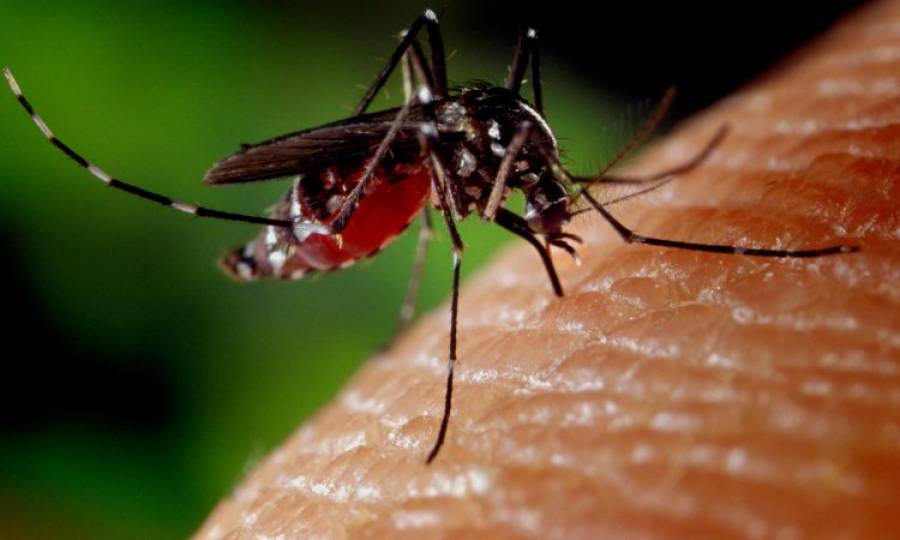 More dengue cases detected in Karachi