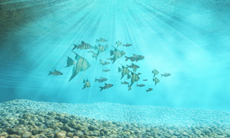 Global fish stocks can’t rebuild if nothing done to halt climate change and overfishing: new study 