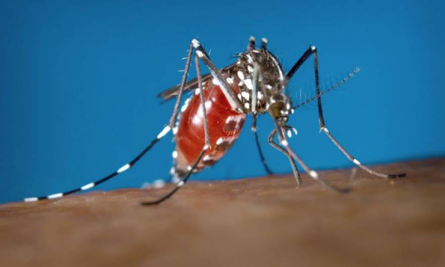 91 more dengue cases surface in Sindh