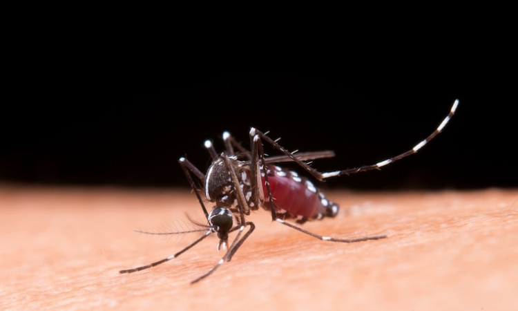 Life-threatening Dengue outbreak in Sindh and Punjab