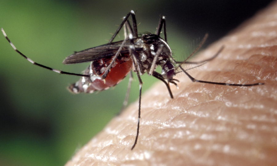 PMA expresses worry over rising dengue cases
