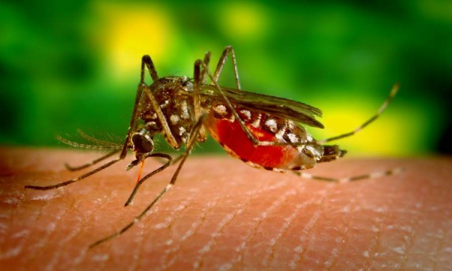 Dengue fever claims another life in Karachi
