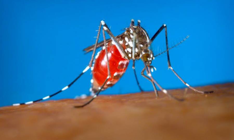 Alarming rise of dengue cases in Karachi