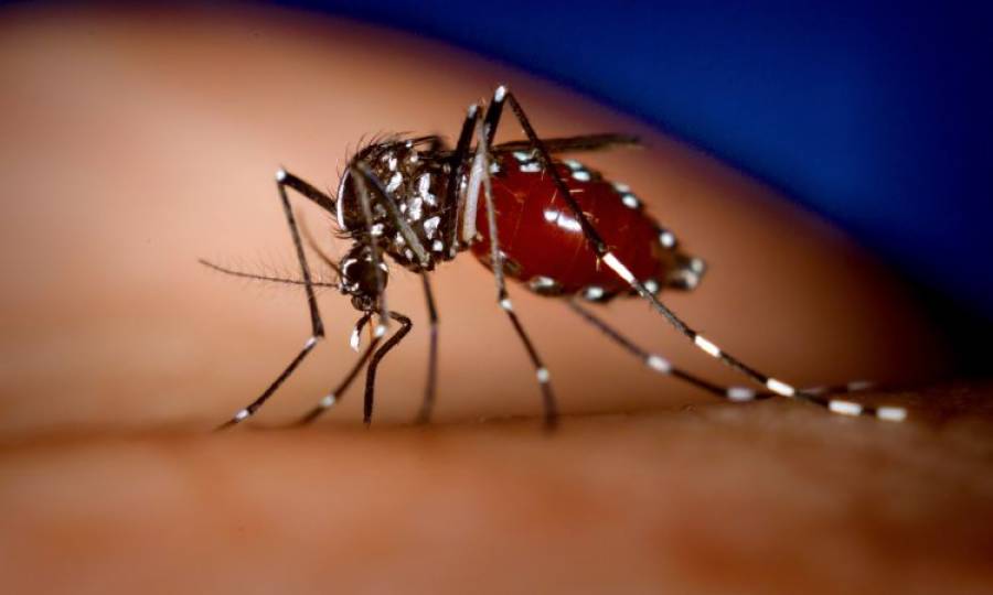 Increasing dengue cases surface in Islamabad, Rawalpindi