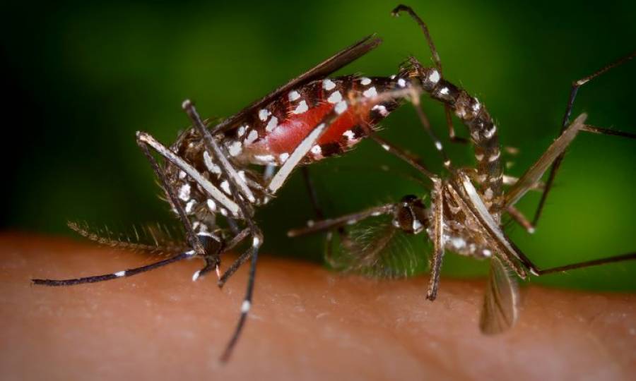 Upsurge in Dengue fever incidence in Karachi