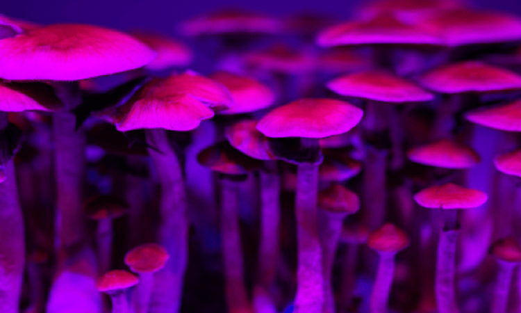 Psilocybin reduces depression in treatment-resistant depression