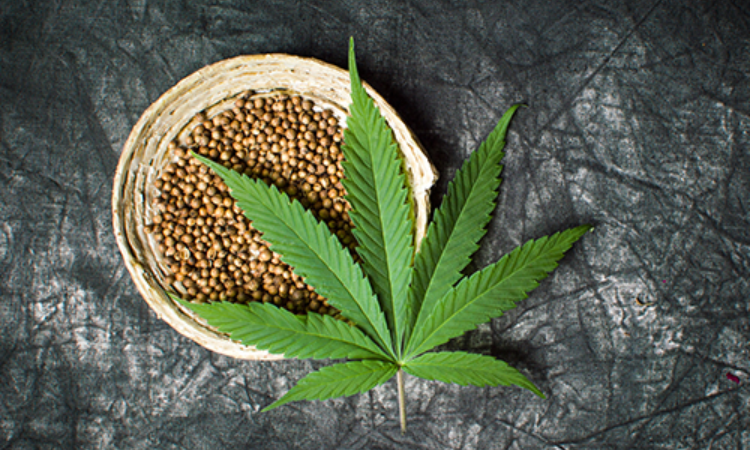 Loophole in federal policy makes cannabis available commercially