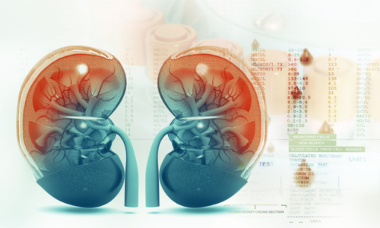 Kidney function trajectory starts in childhood: Otago study