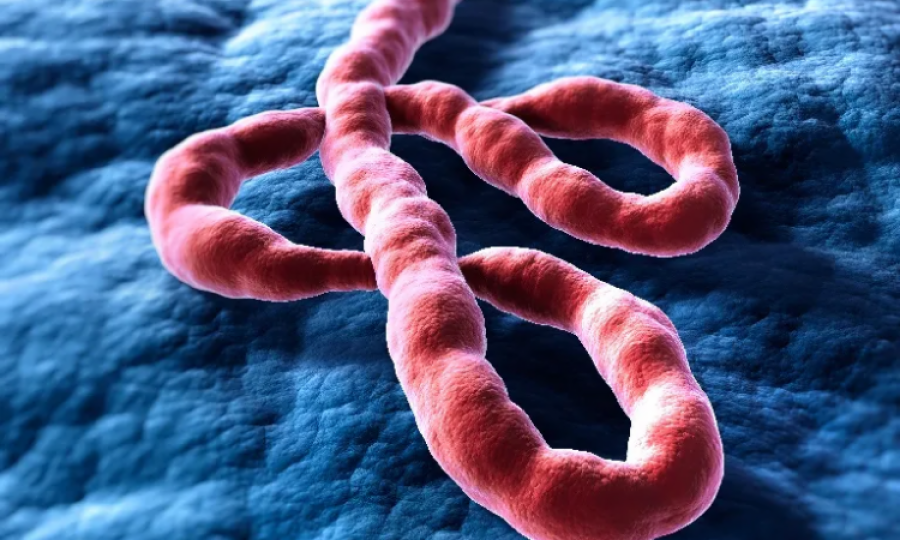 New cases of Ebola disease caused by Sudan ebolavirus 