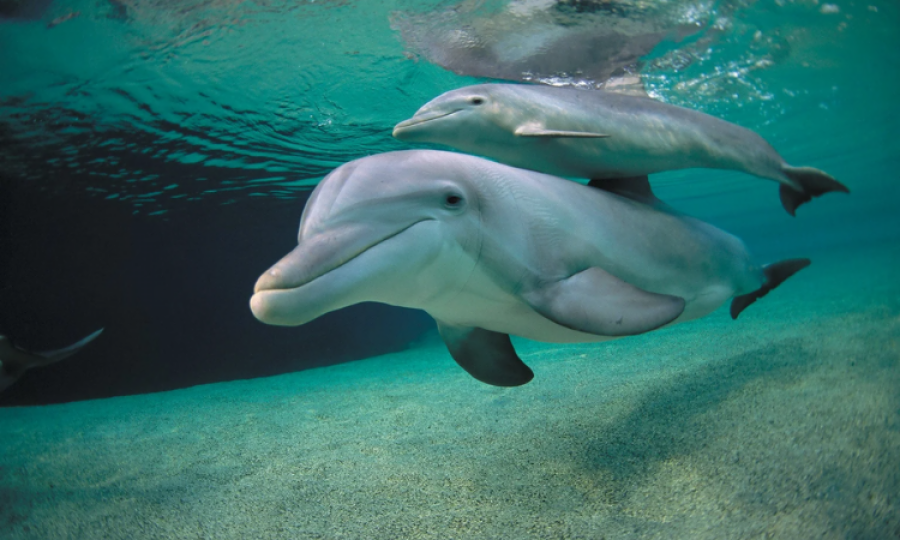 Dolphins' brains show common signs of Alzheimer’s disease