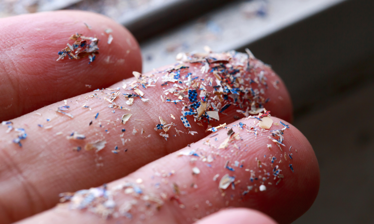 Microplastics can be a more dangerous pollutant than what scientists previously believed